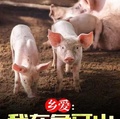 鄉愛：我在象牙山養豬致富