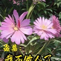 盜墓：我不做人了