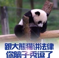 跟大熊貓講法律？你腦子秀逗了！
